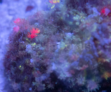 Load image into Gallery viewer, FK Stargazing Fuzzy Rodacthis (Collector Coral)