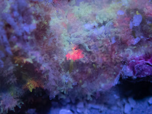FK Stargazing Fuzzy Rodacthis (Collector Coral)