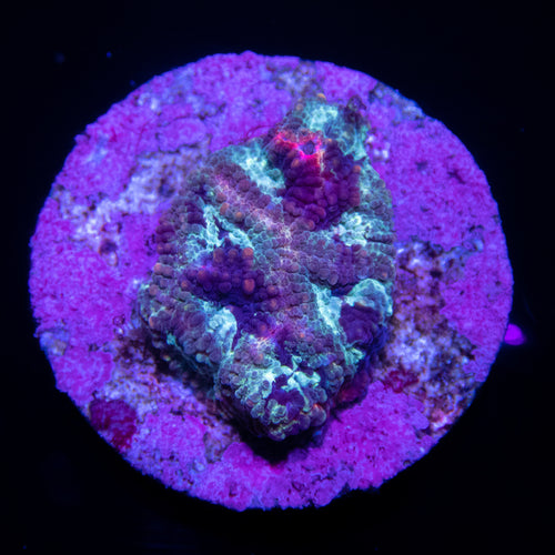Carnival Favia - freakincorals.com