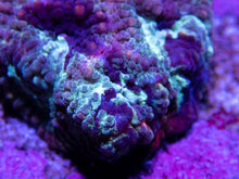 Load image into Gallery viewer, Carnival Favia - freakincorals.com