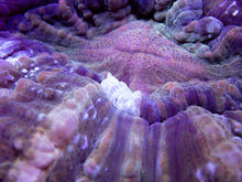 Load image into Gallery viewer, Silver Dust Brown Acanthophyllia deshayesiana - freakincorals.com