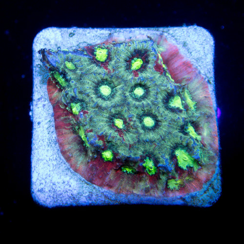 FK Slime Pentagona Favites Frag (FK Signature Coral) - freakincorals.com