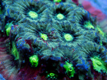 Load image into Gallery viewer, FK Slime Pentagona Favites Frag (FK Signature Coral) - freakincorals.com