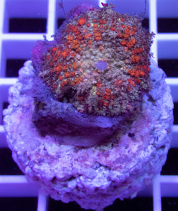 FK Corn Bounce Rhodactis (Collector Coral)