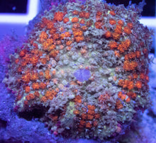 Load image into Gallery viewer, FK Corn Bounce Rhodactis (Collector Coral)
