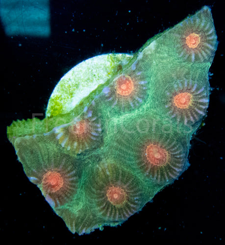 FK Yellow Eye Favites