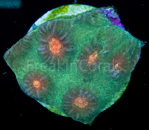 FK Yellow Eye Favites