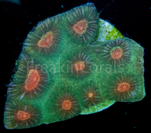 FK Yellow Eye Favites