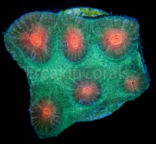 FK Yellow Eye Favites