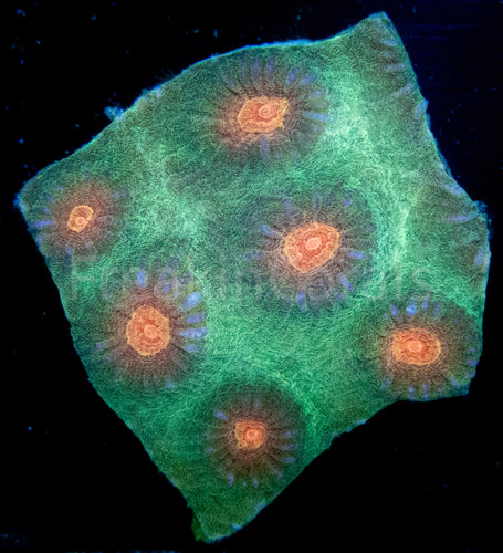 FK Yellow Eye Favites