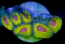 Load image into Gallery viewer, WWC Mayan Sun Favia (Signature Coral)