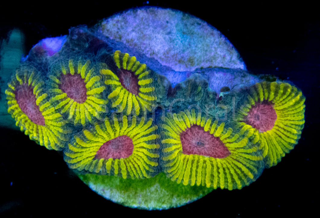 WWC Mayan Sun Favia (Signature Coral)
