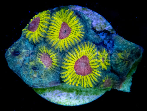 WWC Mayan Sun Favia (Signature Coral)