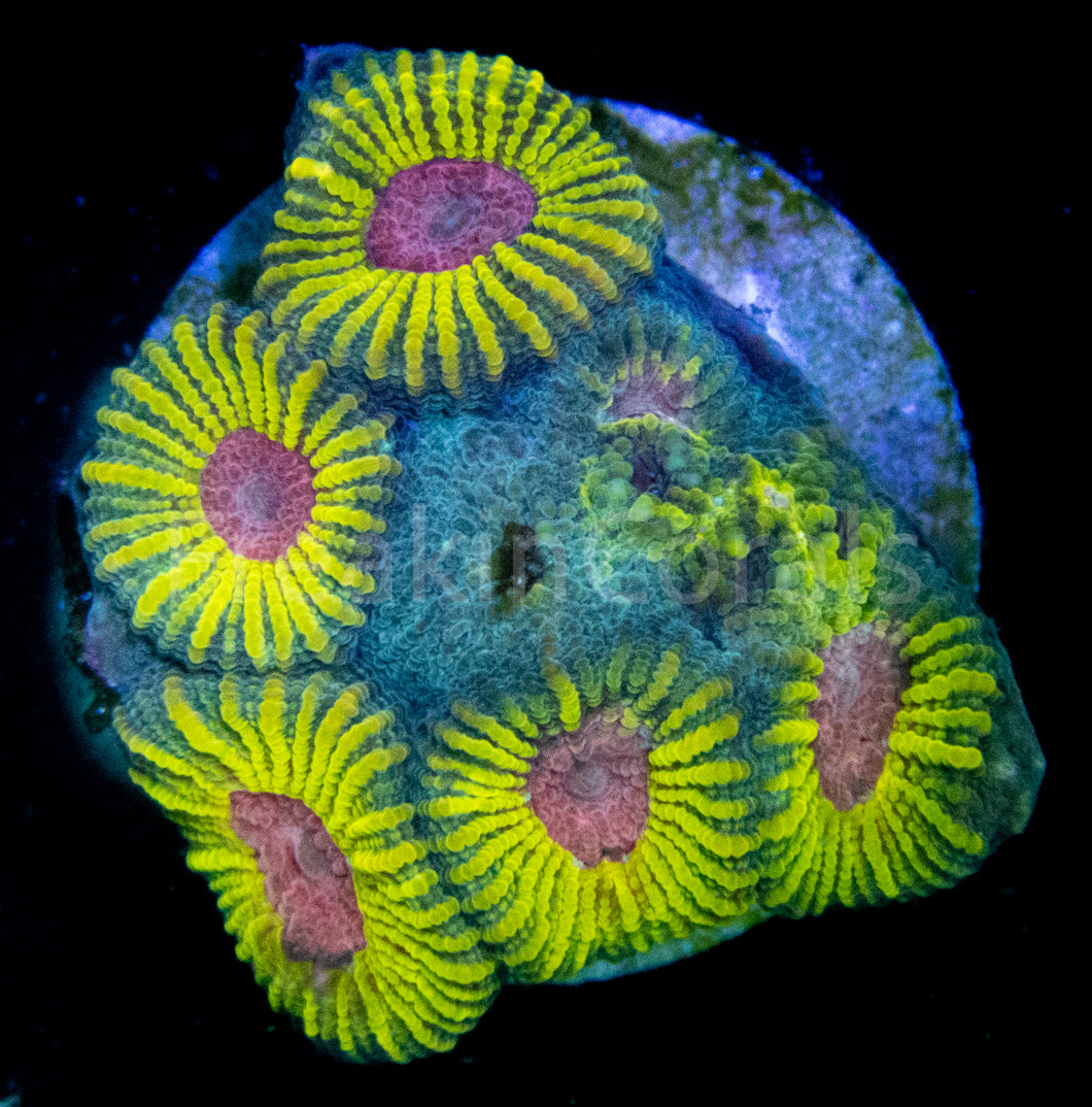 WWC Mayan Sun Favia (Signature Coral)