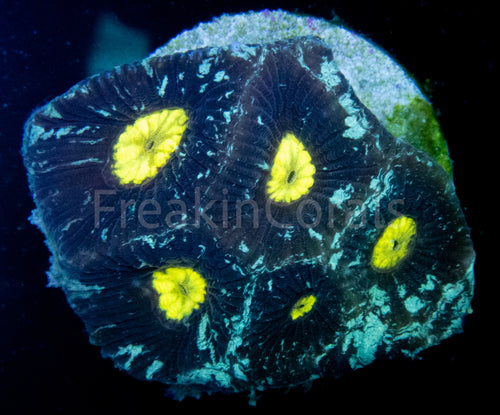 FK Nebulosa Galaxy Favites