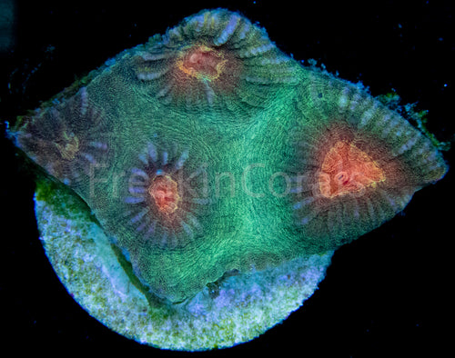 FK Yellow Eye Favites