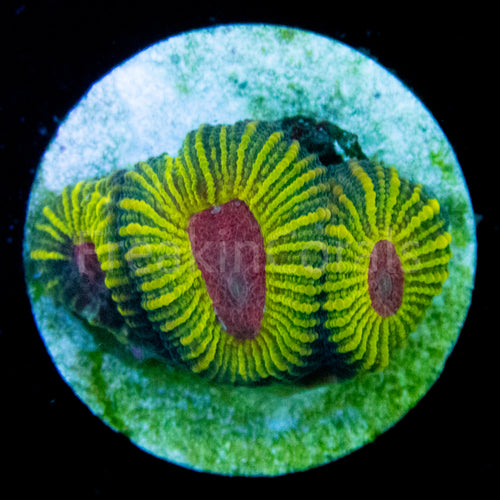 WWC Mayan Sun Favia (Signature Coral)