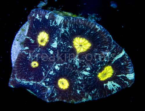 FK Nebulosa Galaxy Favites