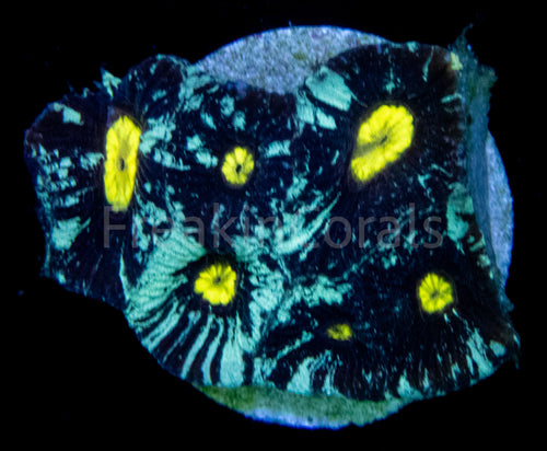 FK Nebulosa Galaxy Favites