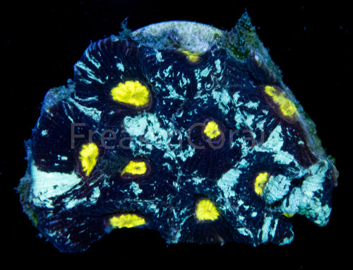 FK Nebulosa Galaxy Favites