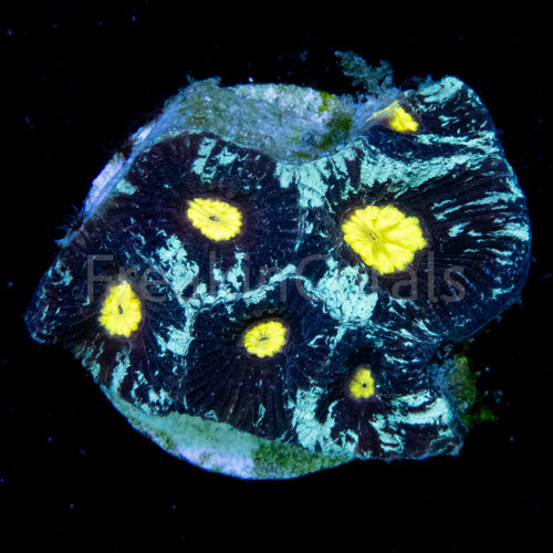 FK Nebulosa Galaxy Favites