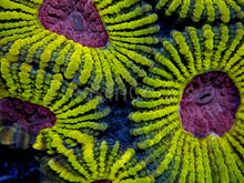 Load image into Gallery viewer, WWC Mayan Sun Favia (Signature Coral)