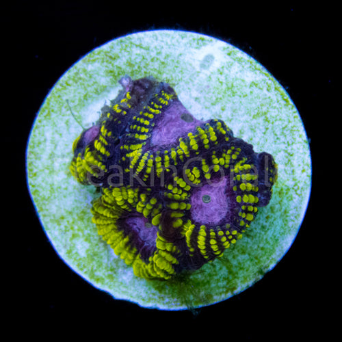 WWC Space Monkey Favia