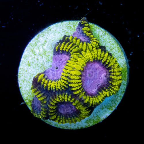 WWC Space Monkey Favia