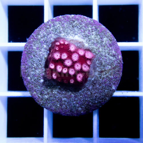 FK Bubblemint Cyphasstrea