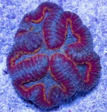 Load image into Gallery viewer, FK Fire Ring Lobophyllia