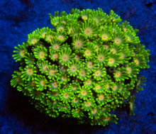 Carregar imagem no visualizador da galeria, FK Wimbledon Alveopora (Collector Coral, Whole Colony)