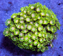 Load image into Gallery viewer, FK Wimbledon Alveopora (Collector Coral, Whole Colony)