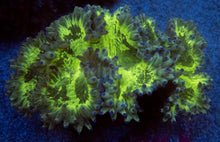 Load image into Gallery viewer, FK Blue Tip Buzz Cataphyllia (Collector Coral)