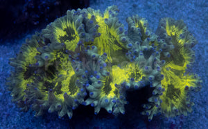 FK Blue Tip Buzz Cataphyllia (Collector Coral)