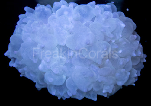 FK White Physogyra