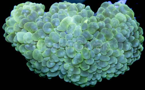 FK Green Physogyra