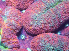 Load image into Gallery viewer, FK Red Lobophyllia