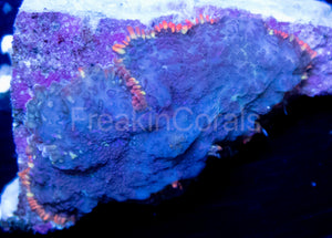 FK Rainbow Skirt Fuzzy Rhodactis (Signature Coral)