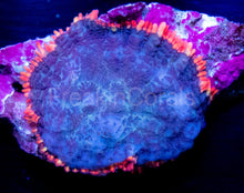 Load image into Gallery viewer, FK Rainbow Skirt Fuzzy Rhodactis (Signature Coral)