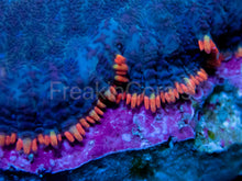 Carregar imagem no visualizador da galeria, FK Rainbow Skirt Fuzzy Rhodactis (Signature Coral)