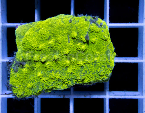 TD Camo Astreopora