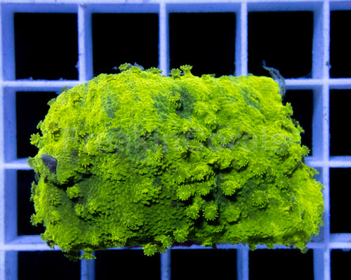 TD Camo Astreopora