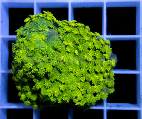 TD Camo Astreopora