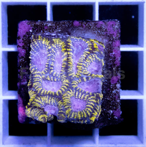 WWC Space Monkey Favia