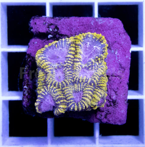 WWC Space Monkey Favia