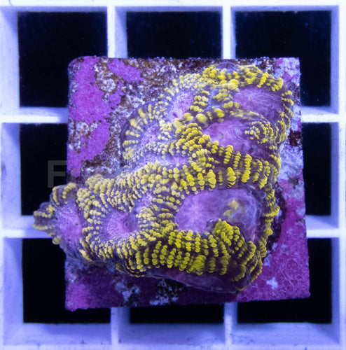 WWC Space Monkey Favia
