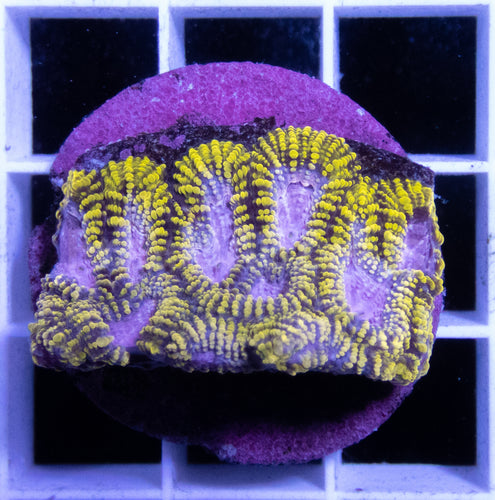 WWC Space Monkey Favia