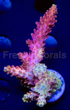 Load image into Gallery viewer, FK Pink Dream Microclados Indonesia Acropora