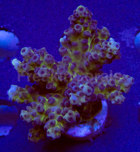 FK Gomezi Acropora