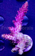 Load image into Gallery viewer, FK Pink Dream Microclados Indonesia Acropora